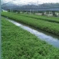 ˹ʴ ʹþ 100%