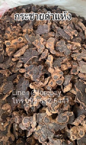 ٻҾ2 ͧԹ : 觡Ъ´ͺ Black Galingale , Ъ´, Ъ´ͺẺ 093-632-6441