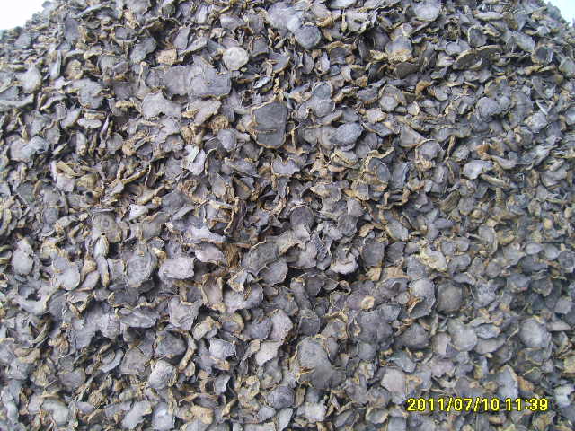 ٻҾ3 ͧԹ : 觡Ъ´ͺ Black Galingale , Ъ´, Ъ´ͺẺ 093-632-6441